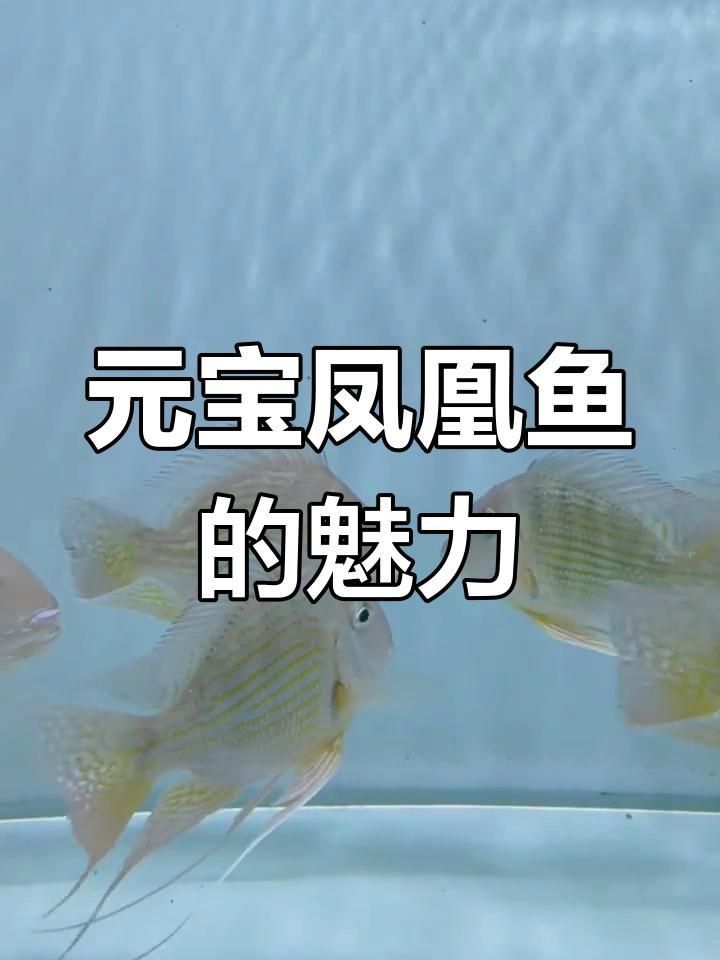 龍魚和元寶鳳凰最簡單區分