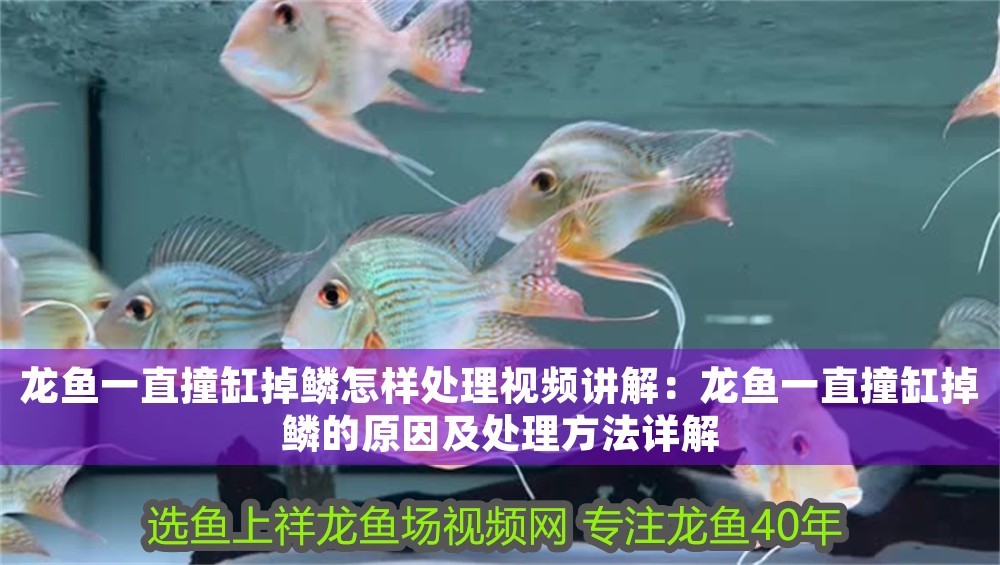 龍魚一直撞缸掉鱗怎樣處理視頻講解：龍魚一直撞缸掉鱗的原因及處理方法詳解