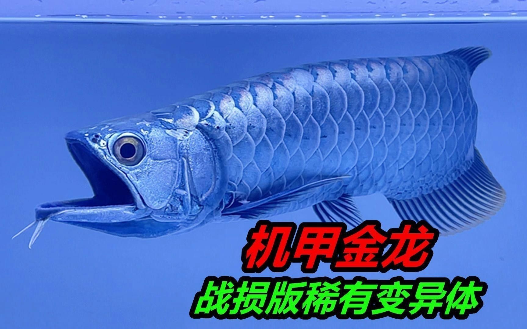 金龍魚苗吃什么食物最好？