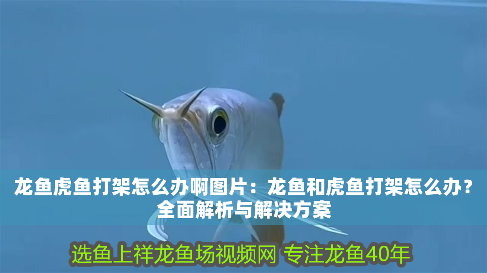 龍魚(yú)虎魚(yú)打架怎么辦啊圖片：龍魚(yú)和虎魚(yú)打架怎么辦？全面解析與解決方案