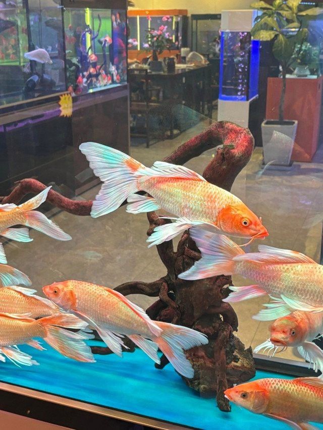 石家莊龍魚市場地址在哪里呀