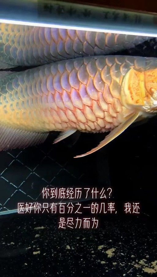 龍魚炸鱗圖片祥龍漁場