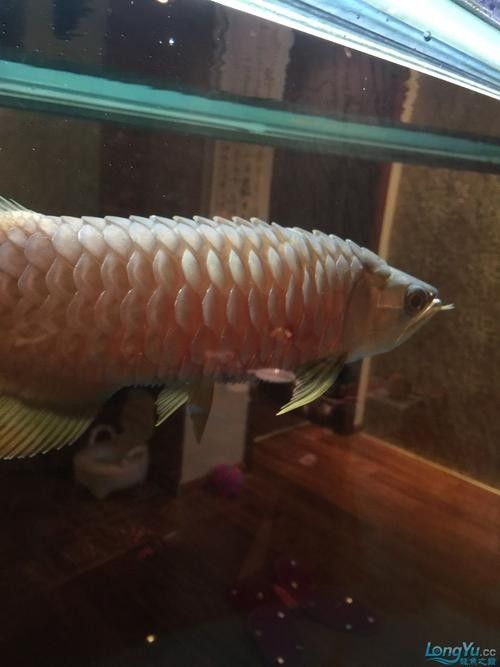 龍魚炸鱗圖片祥龍漁場