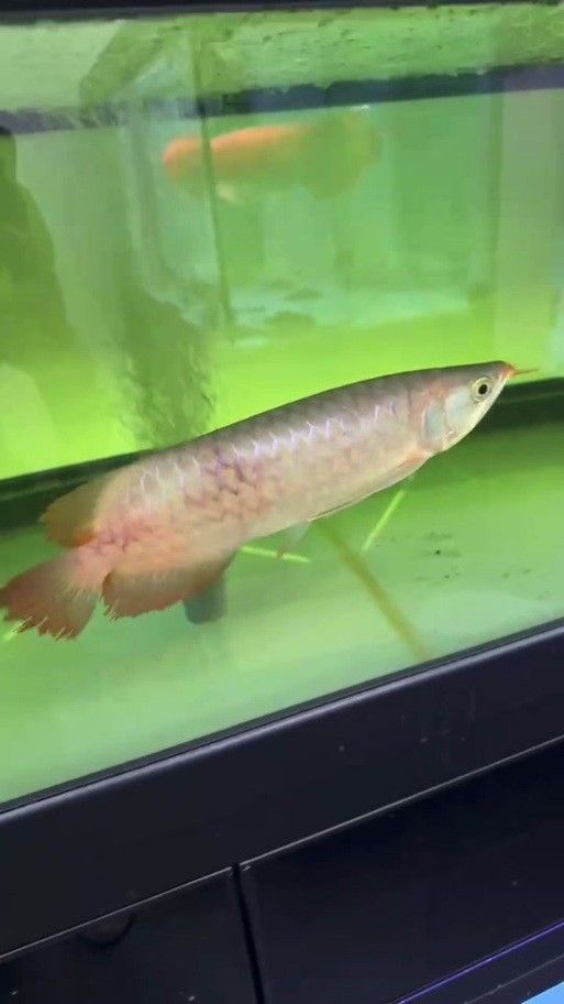 龍魚炸鱗圖片祥龍漁場