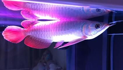 金龍魚需要24小時開燈嗎：金龍魚是否需要24小時開燈？