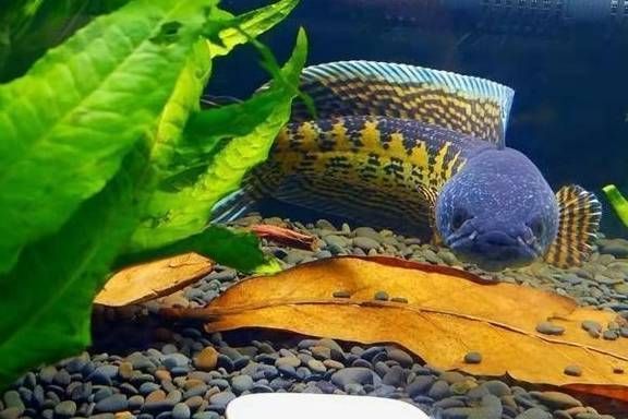 黃金眼鏡蛇雷龍魚飼養技巧，**黃金眼鏡蛇雷龍魚繁殖技術介紹