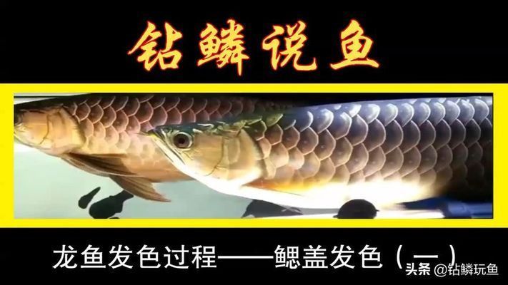 龍魚發色階段詳解視頻播放：深入解析龍魚發色過程