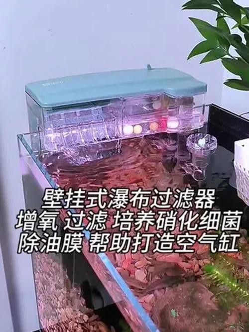 龍魚缸過濾器多久清洗一次