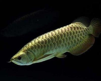 如何鍛煉龍魚膽量：如何鍛煉龍魚的膽量