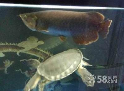 號半龍魚值得養嗎（號半龍魚能養到70歲嗎？）