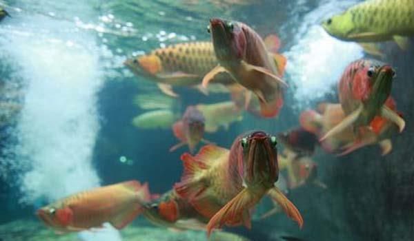 古典金龍魚能長多大的魚（古典金龍魚的生長大小受到多種因素影響飼養方式以及個體差異）