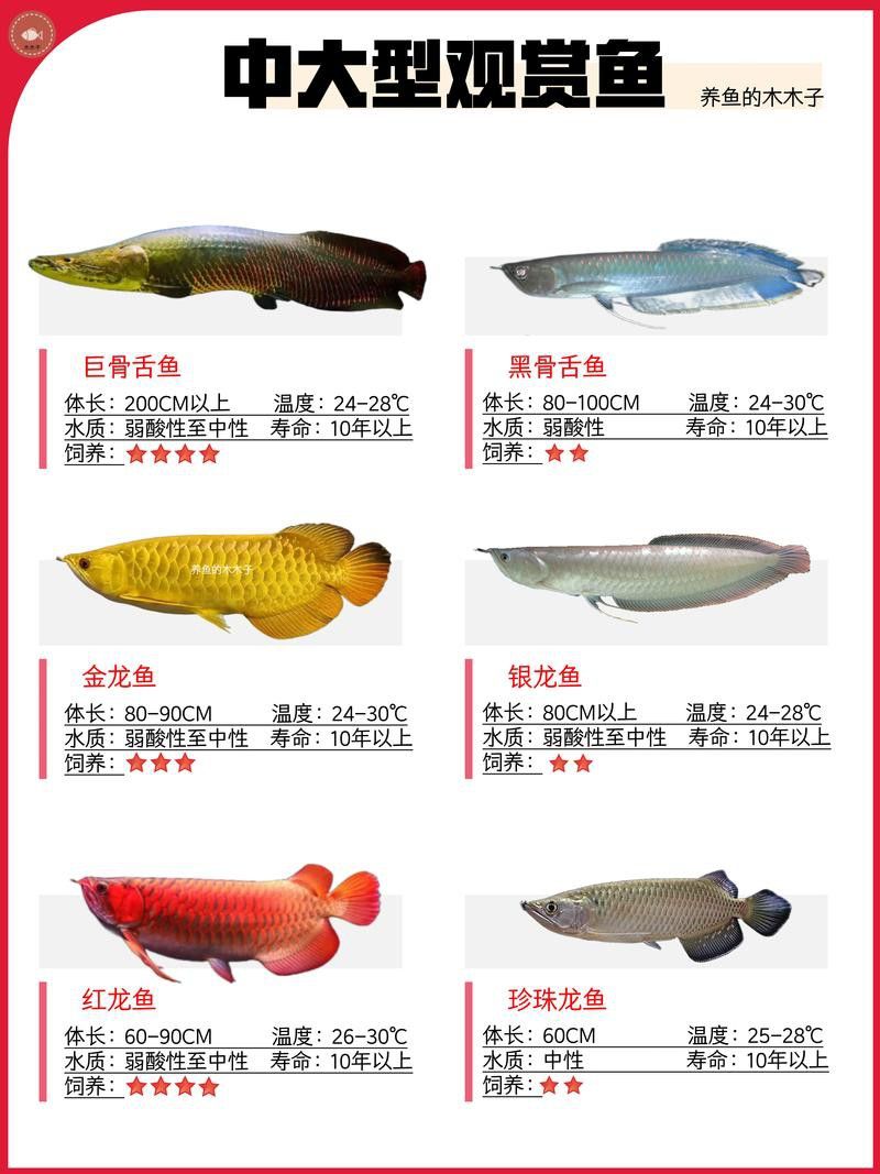 北京龍魚品牌怎么樣