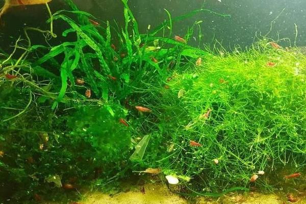 龍魚缸濾材多久清洗一次：龍魚缸濾材更換周期與水質關系如何判斷濾材是否需要清洗