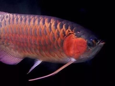 龍魚配對成功概率是多少：如何判斷龍魚的配對成功率