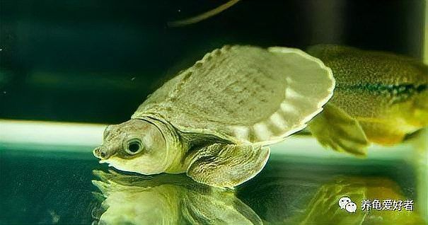 豬鼻龜真的可以和龍魚混養么