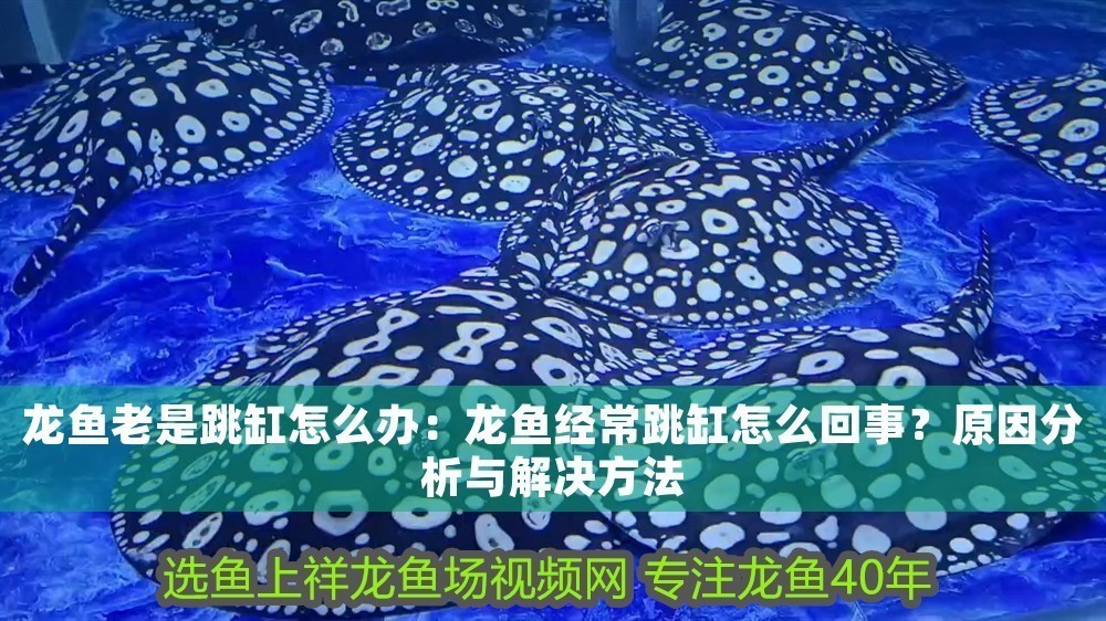 龍魚老是跳缸怎么辦：龍魚經(jīng)常跳缸怎么回事？原因分析與解決方法