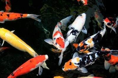 養龍魚用什么缸性價比高：養龍魚用什么缸養最好？全面解析龍魚缸的選擇與配置