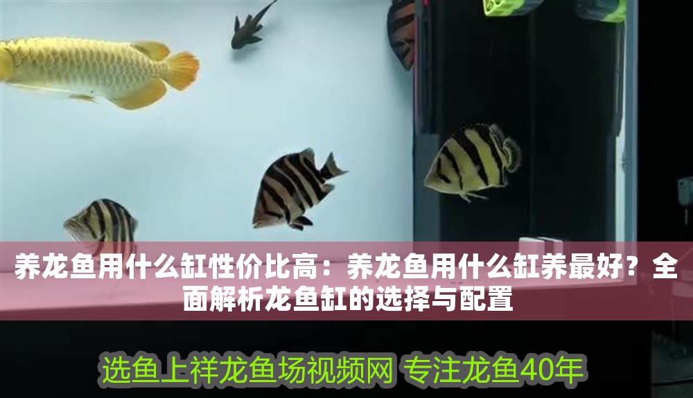 養龍魚用什么缸性價比高：養龍魚用什么缸養最好？全面解析龍魚缸的選擇與配置