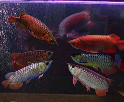 龍魚爛鰓蓋的治療方法（如何治療龍魚爛鰓蓋）