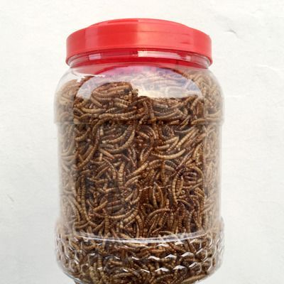龍魚可以喂面包蟲干嗎：龍魚可以喂面包蟲干嗎，面包蟲干嗎