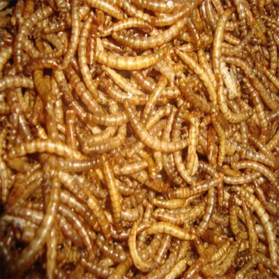 龍魚可以喂面包蟲干嗎：龍魚可以喂面包蟲干嗎，面包蟲干嗎