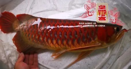 龍魚發(fā)色階段詳解視頻教程圖片：龍魚發(fā)色階段詳解