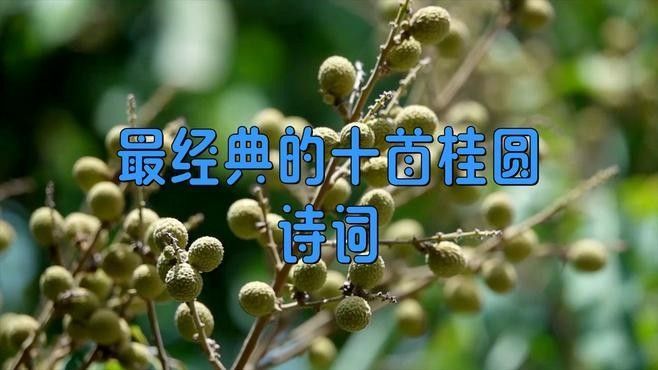 龍眼在文學作品中如何描述 龍眼在文學作品中如何描述 龍魚百科 第1張