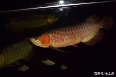 龍魚的年齡怎么看：如何判斷龍魚的年齡？