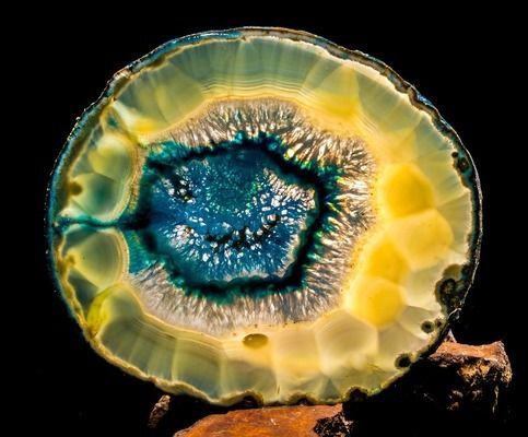 最貴金龍魚排行榜圖片：世界上最昂貴的金龍魚排行榜