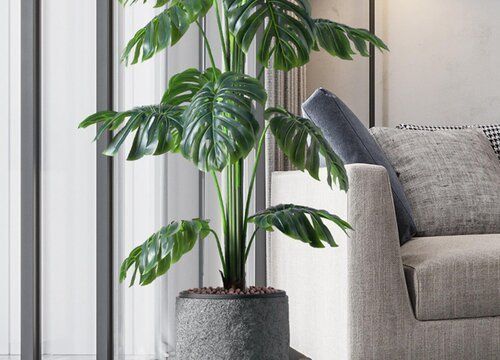 龍魚缸里適合養(yǎng)的植物是什么（哪些植物適合養(yǎng)在魚缸里？） 龍魚缸里適合養(yǎng)的植物是什么（哪些植物適合養(yǎng)在魚缸里？） 龍魚百科 第5張