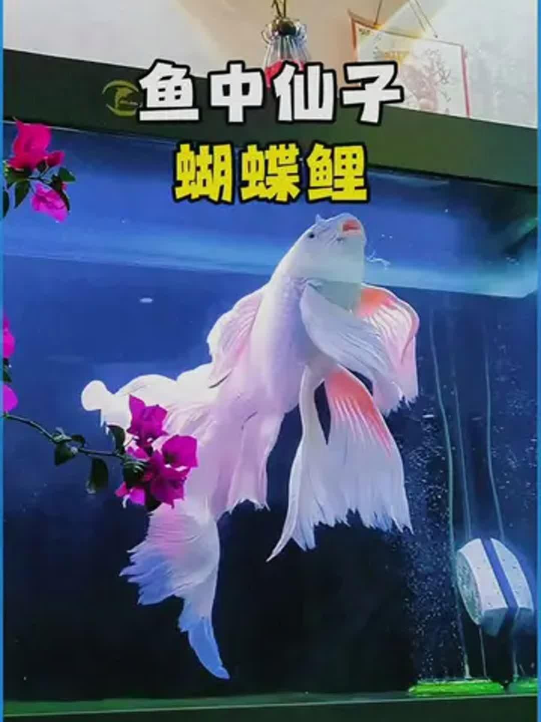 哪種蝴蝶鯉顏值高
