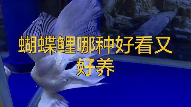 哪種蝴蝶鯉顏值高