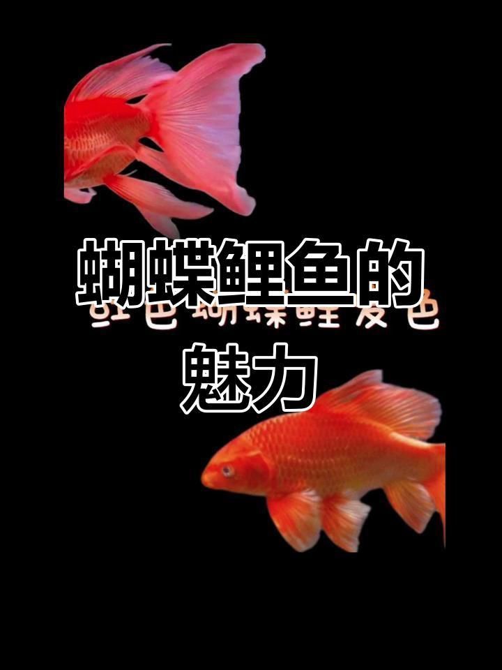 哪種蝴蝶鯉顏值高