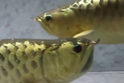 金龍魚的繁殖方式是一種被稱為口孵的特殊行為是口孵：金龍魚幼崽是從嘴里出來的嗎？
