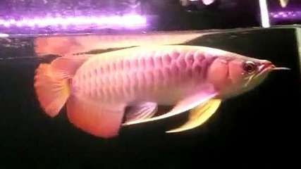 龍魚下掛手術:龍魚下掛手術是一種必要的醫療程序 龍魚百科 第2張 龍魚下掛手術:龍魚下掛手術是一種必要的醫療程序 龍魚下掛手術:龍魚下掛手術是一種必要的醫療程序 龍魚百科 第2張