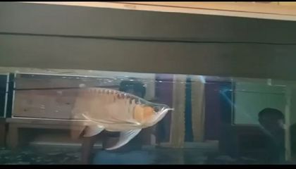 龍魚下掛手術:龍魚下掛手術是一種必要的醫療程序 龍魚百科 第4張 龍魚下掛手術:龍魚下掛手術是一種必要的醫療程序 龍魚下掛手術:龍魚下掛手術是一種必要的醫療程序 龍魚百科 第4張