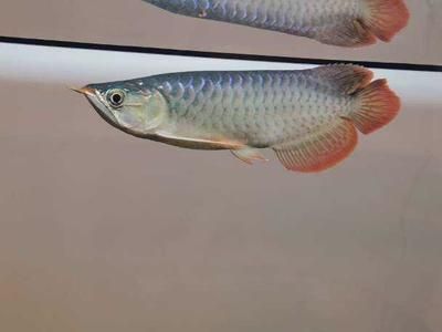 龍魚頭朝上尾朝下：如何處理龍魚頭朝上尾朝下的問題