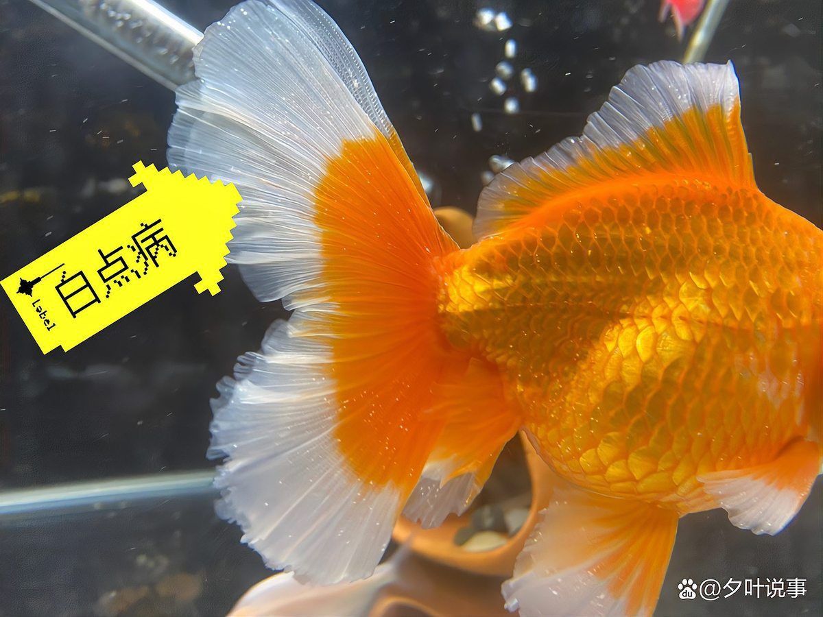 魚有寄生蟲會自愈嗎？