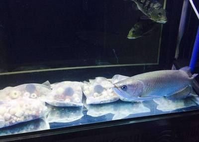 龍魚頭上的黑點是怎么回事：龍魚頭上有黑點是怎么回事