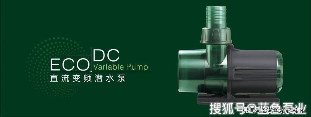 埃及神仙魚適宜的飼料選擇：埃及神仙魚專用飼料選擇埃及神仙魚適宜飼料的詳細信息