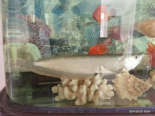 銀龍魚背鰭破損能長嗎