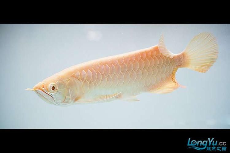 白子招財龍觀賞魚款式的價格范圍是多少？