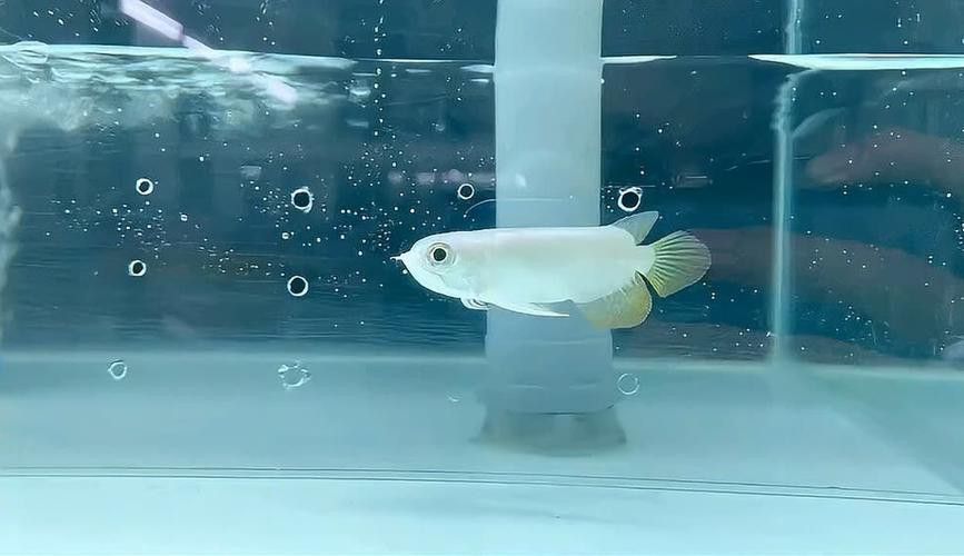 白子招財龍觀賞魚款式的價格范圍是多少？