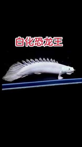 白子招財龍觀賞魚款式的價格范圍是多少？