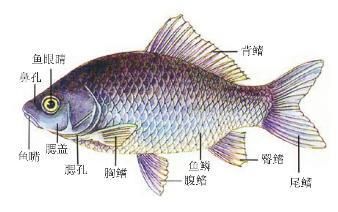 龍魚的結(jié)構(gòu)：龍魚有哪些特點？
