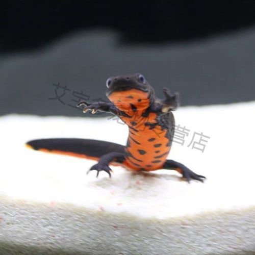 恐龍魚活體