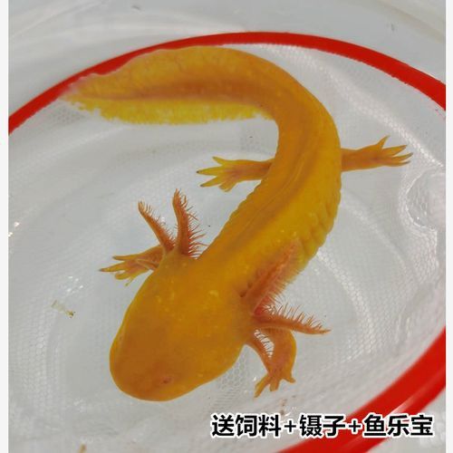 恐龍魚活體