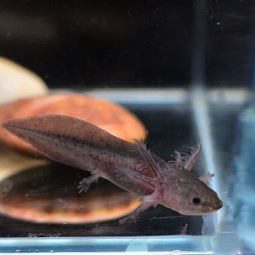 恐龍魚活體