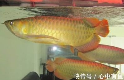送金龍魚的寓意和象征風水講究：送金龍魚的寓意和象征風水講究金龍魚的寓意和象征
