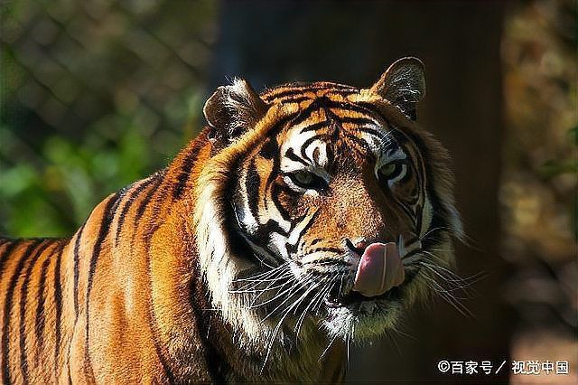 老虎見(jiàn)人就咬嗎
